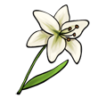 Lily.jpg