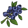 blueberries.jpg