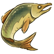 caledonian salmon.png