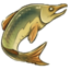 caledonian salmon.png